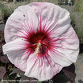  #3 Hibiscus X PW Summerific 'Perfect Storm'/ Compact White With Pink Hardy