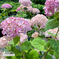  #3 Hydrangea Arb PW Incrediball 'BLUSH'/ Smooth Pink (Annabelle Type) Native (TN)