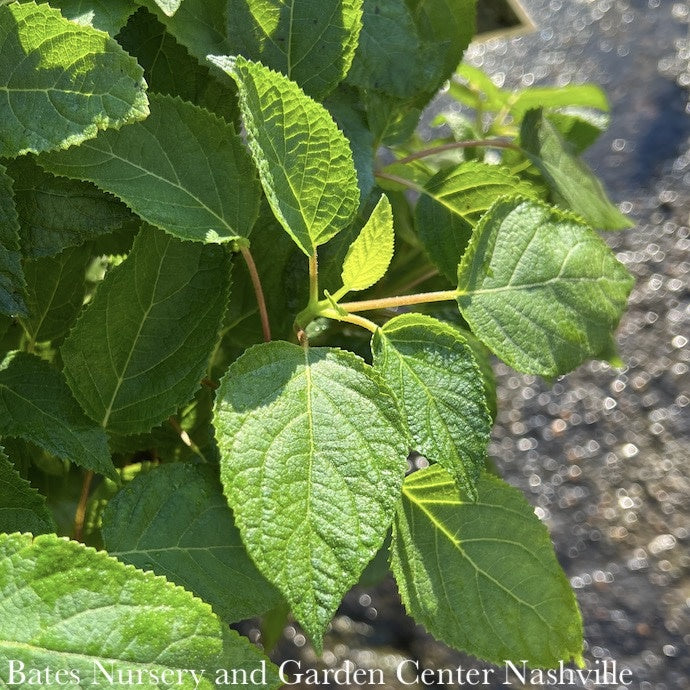  #3 Hydrangea Arb PW Invincibelle Sublime/ Smooth Green (Annabelle Type) Native (TN)