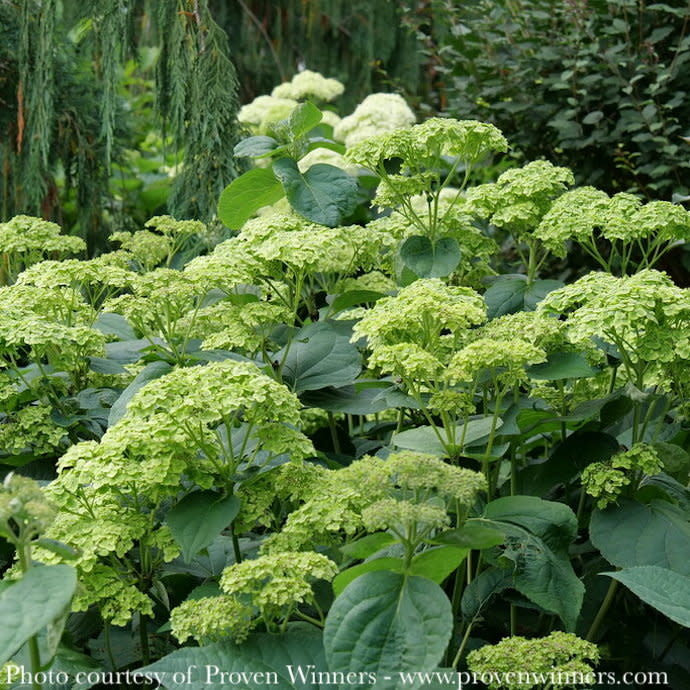  #3 Hydrangea Arb PW Invincibelle Sublime/ Smooth Green (Annabelle Type) Native (TN)