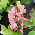  #3 Hydrangea Quer Snow Queen/ Oakleaf Native (TN)