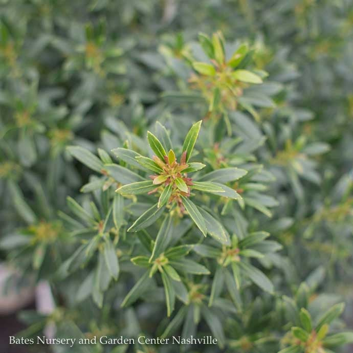  #3 Ilex Glabra PW Gem Box/ Inkberry Holly (female) Native (TN)