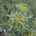  #3 Ilex Glabra PW Gem Box/ Inkberry Holly (female) Native (TN)
