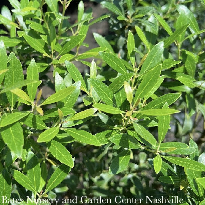  #3 Ilex Glabra PW Gem Box/ Inkberry Holly (female) Native (TN)