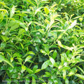  #3 Ilex Glabra Shamrock/ Inkberry Holly (female) Native (TN)