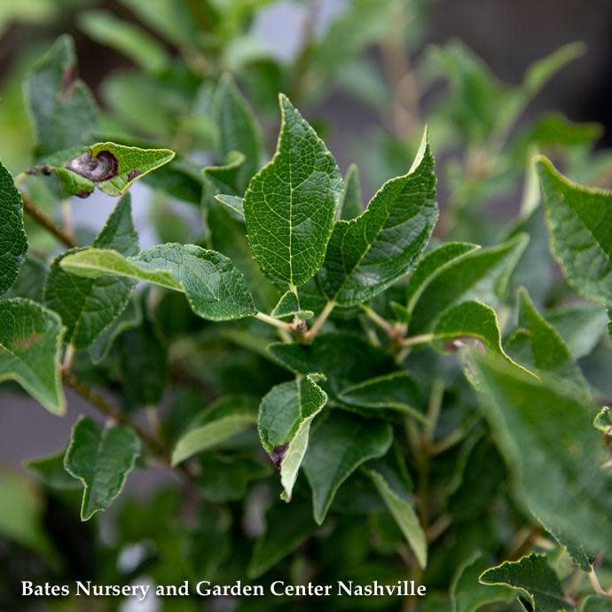  #3 Ilex Vert AB Southern Gentleman/ Deciduous Winterberry Holly (male) Native (TN)