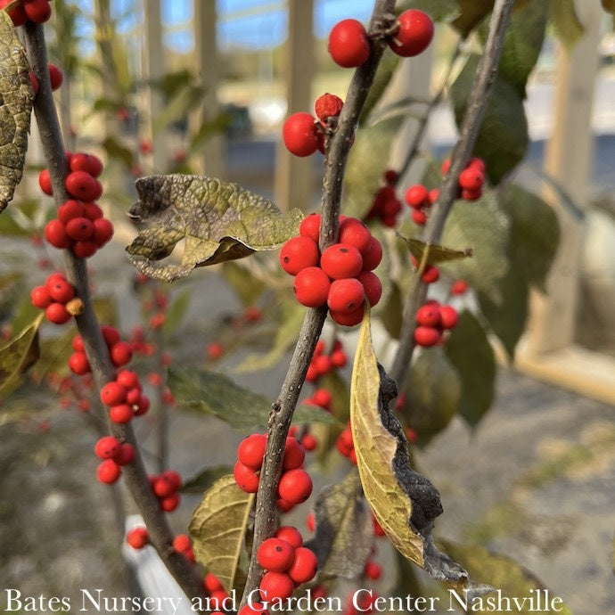  #3 Ilex Vert AB Winter Red/ Deciduous Winterberry Holly (female) Native (TN)