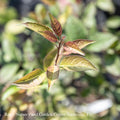  #3 Ilex Vert Apollo/ Deciduous Winterberry Holly (male) Native (TN)