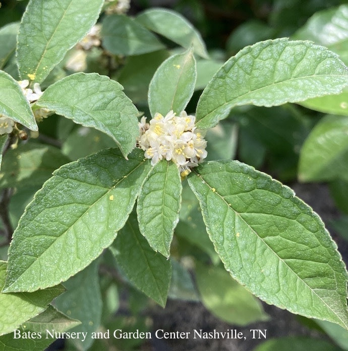  #3 Ilex Vert Apollo/ Deciduous Winterberry Holly (male) Native (TN)