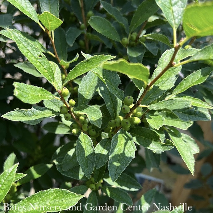  #3 Ilex Vert Berry Heavy Gold/ Deciduous Winterberry Holly (female) Native (TN)