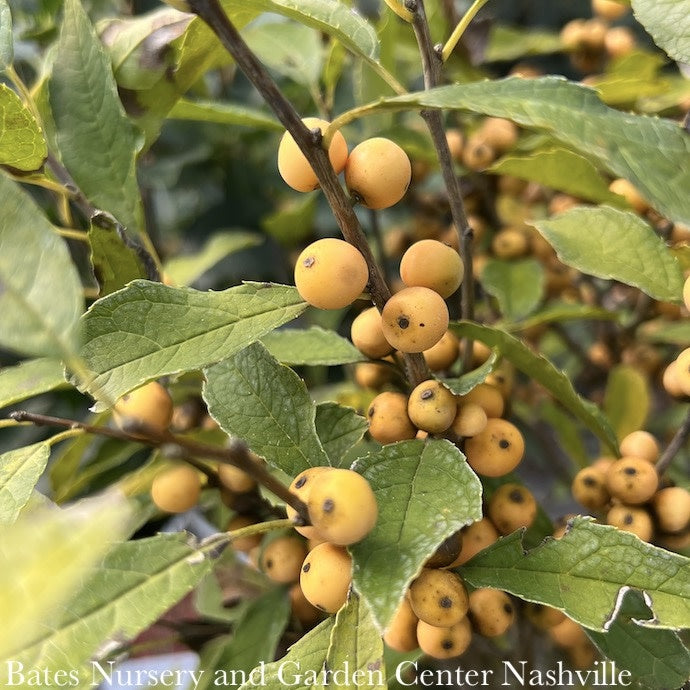  #3 Ilex Vert Berry Heavy Gold/ Deciduous Winterberry Holly (female) Native (TN)