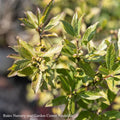  #3 Ilex Vert Berry Poppins/ Deciduous Winterberry Holly (female) Native (TN)