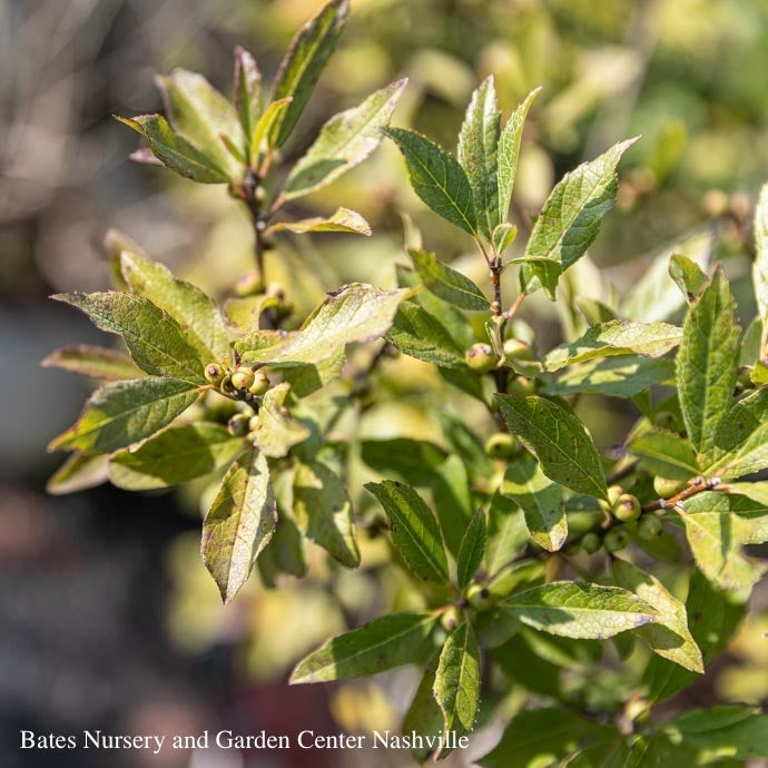  #3 Ilex Vert Berry Poppins/ Deciduous Winterberry Holly (female) Native (TN)
