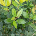  #3 Ilex Vert Jim Dandy/Deciduous Winterberry Holly (male) Native (TN)