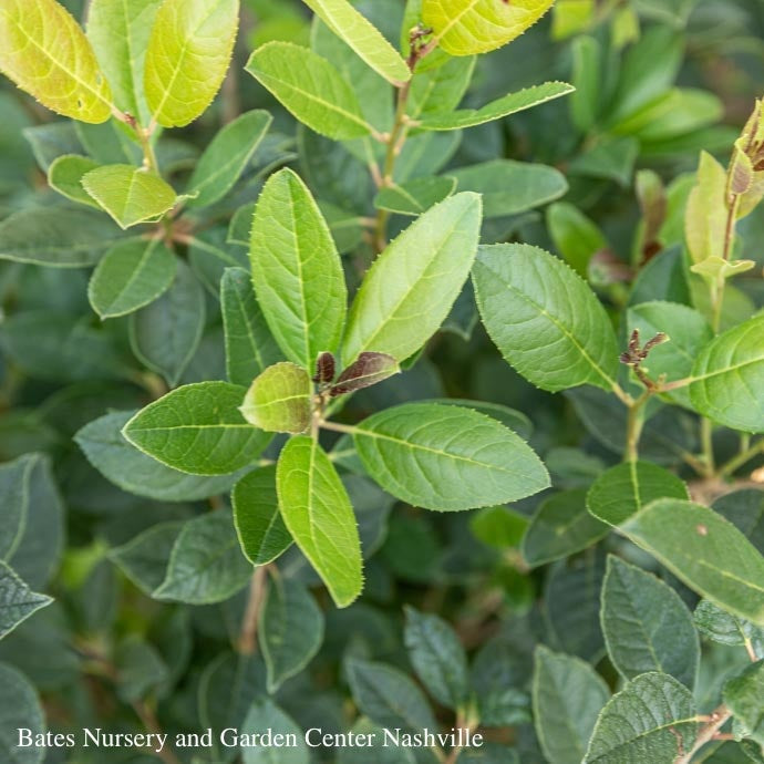  #3 Ilex Vert Jim Dandy/Deciduous Winterberry Holly (male) Native (TN)
