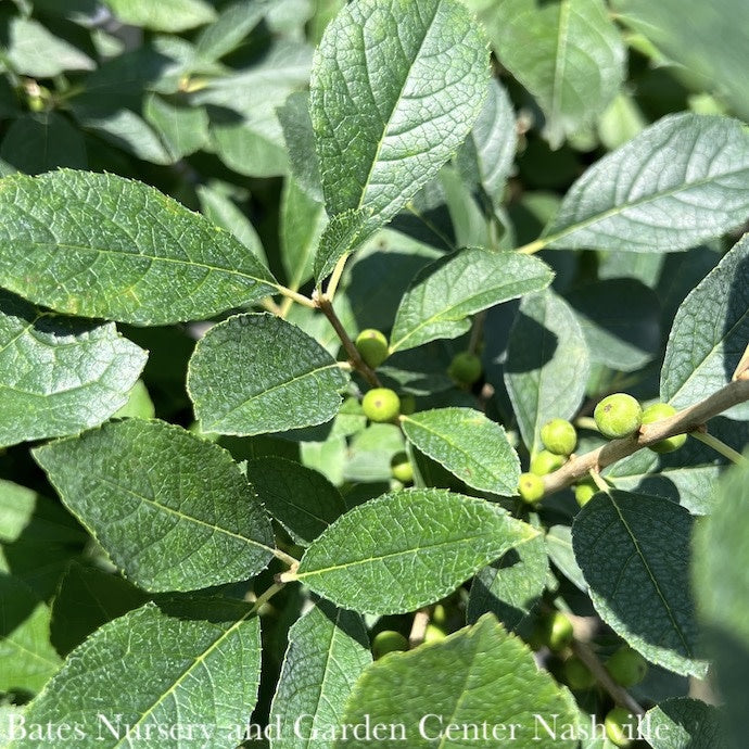  #3 Ilex Vert Red Sprite/ Deciduous Winterberry Holly (female) Native (TN)