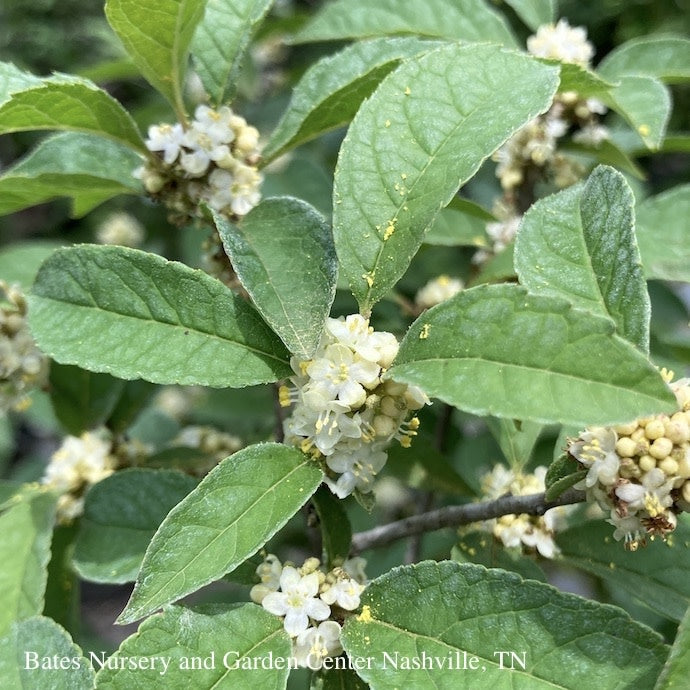  #3 Ilex Vert Sparkleberry/ Deciduous Winterberry Holly (female) Native (TN)