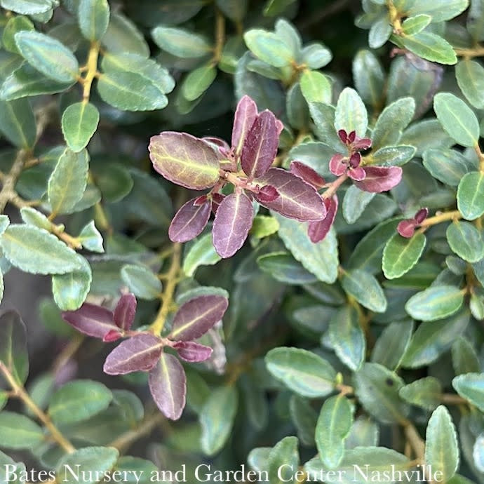  #3 Ilex Vom Condeaux 'Bordeaux'/ Dwarf Yaupon Holly (male) Native (TN)