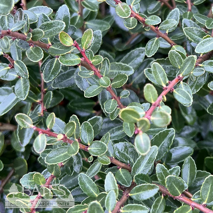 #3 Ilex Vom Taylor's Rudolph/ Yaupon Holly Dwarf (female) Native (TN)
