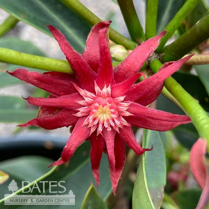  #3 Illicium Flor X Mex Scorpio/ Anise, Star Flower
