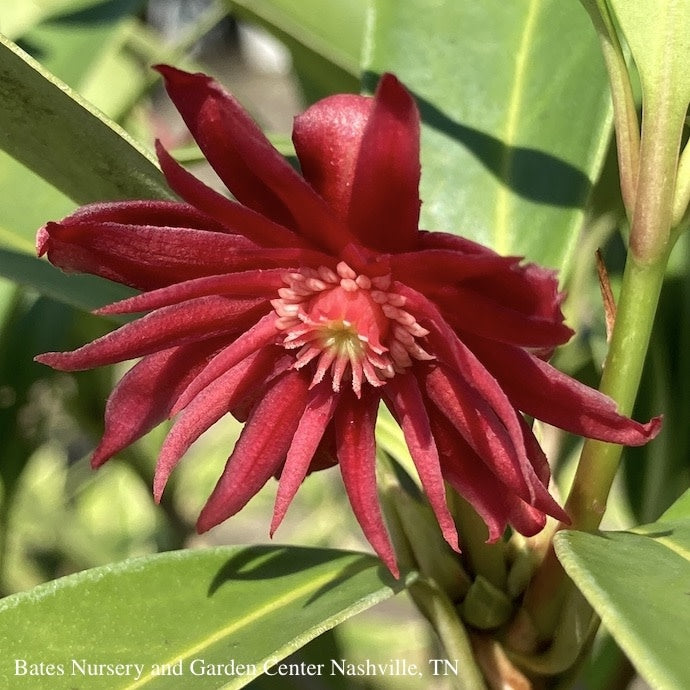  #3 Illicium Flor X Mex Scorpio/ Anise, Star Flower
