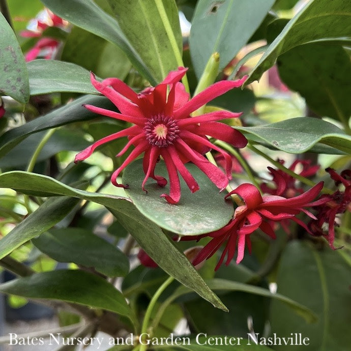 #3 Illicium Floridanum SL 'Miss Scarlett'/ Flowering Anise Native (R)