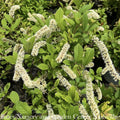  #3 Itea Virginica Henry's Garnet/ Virginia Sweetspire Native (TN)