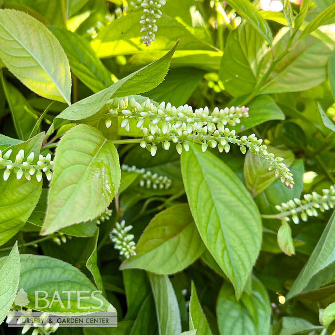  #3 Itea Virginica Love Child/ Virginia Sweetspire Native (TN)
