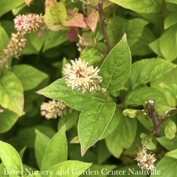  #3 Itea Virginica PW Fizzy Mizzy/ Dwarf Sweetspire Native (TN)