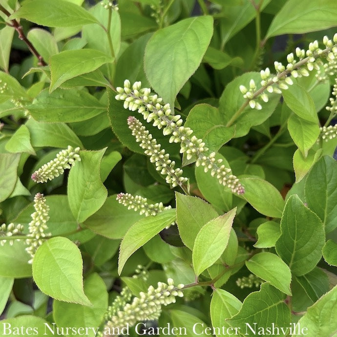  #3 Itea Virginica Short N' Sweet/ Virginia Sweetspire Native (TN)