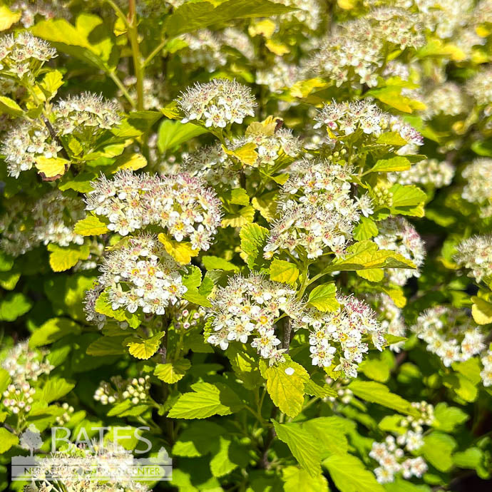  #3 Physocarpus Opulfolius FE Lucky Devil/ Yellow Ninebark Native (TN)