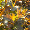  #3 Physocarpus Opulifolius Center Glow/ Ninebark Native (TN)