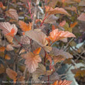  #3 Physocarpus Opulifolius PW Ginger Wine/ Ninebark Native (TN)