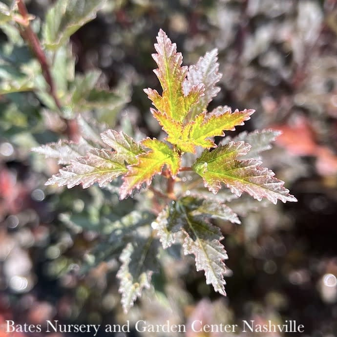  #3 Physocarpus Opulifolius PW Tiny Wine/ Ninebark Native (TN)