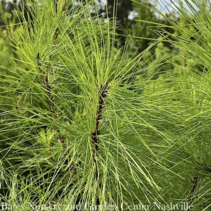  #3 Pinus Taeda/ Loblolly Pine Native (TN) - No Warranty