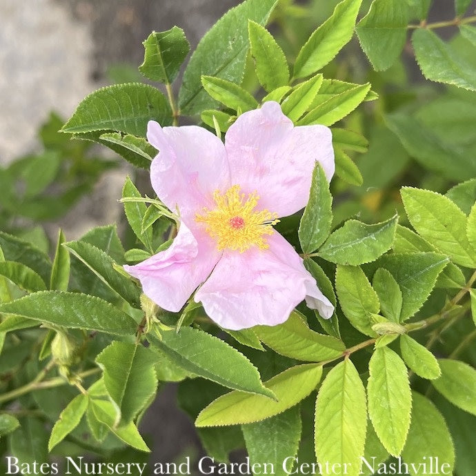  #3 Rosa Palustris/ Swamp Rose Native (TN)