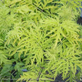  #3 Sambucus Racemosa PW Lemony Lace/ Elderberry Native (TN)