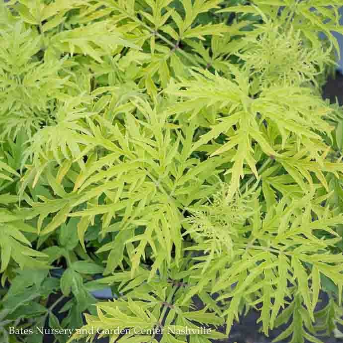 #3 Sambucus Racemosa PW Lemony Lace/ Elderberry Native (TN)