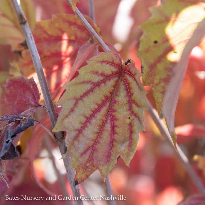  #3 Viburnum Dent Blue Muffin/ Arrowwood Native (TN)