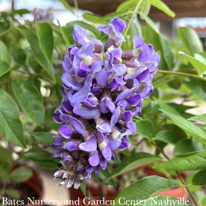  #3 Wisteria Frut Amethyst Falls/ American Native (TN)