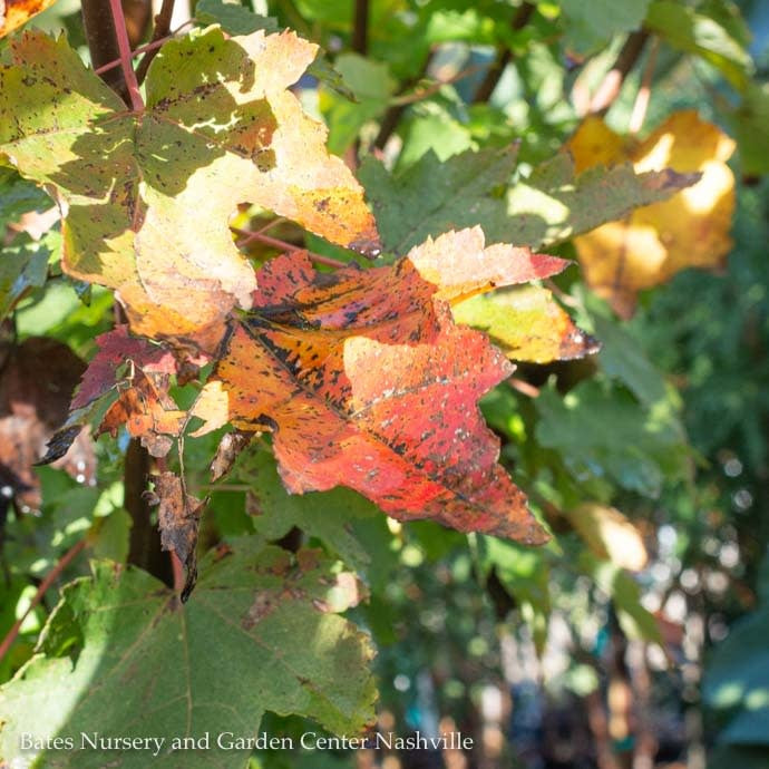  #30 Acer Rub Brandywine/ Red Maple Native (TN)