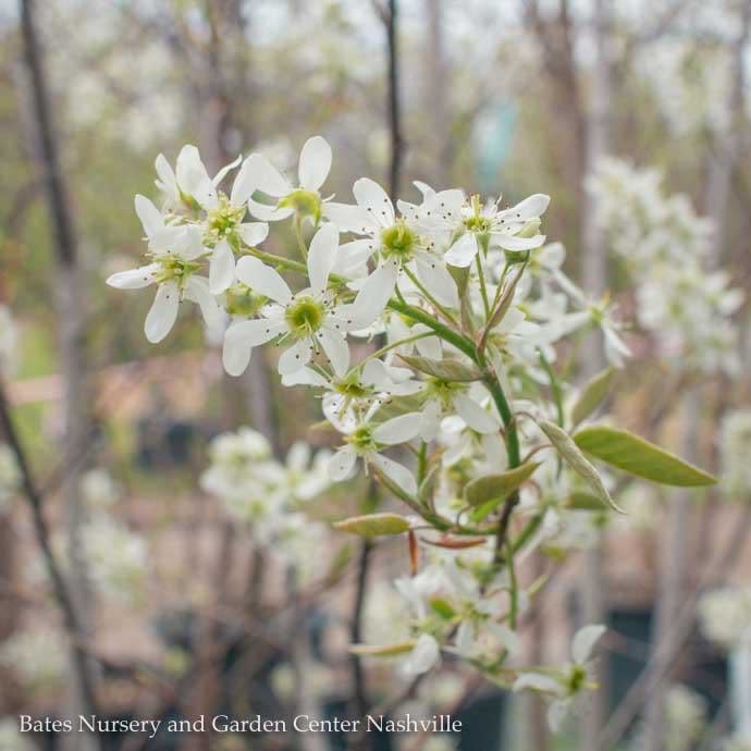  #30 CLUMP Amelanchier X Grand Autumn Brilliance/ Apple Serviceberry Native (TN)