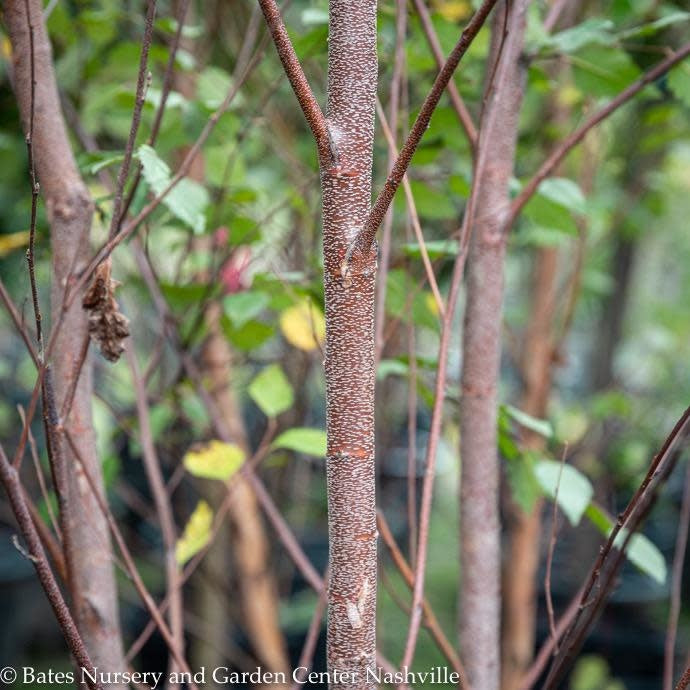  #30 CLUMP Betula Nigra Heritage/ River Birch Native (TN)