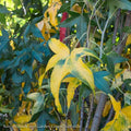  #30 Liquidambar Sty Slender Silhouette/ Columnar Sweetgum Native (TN)