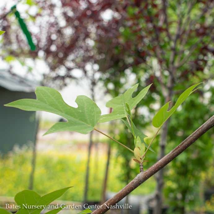  #30 Liriodendron Tulipifera/ Tulip PoplarNative (TN)