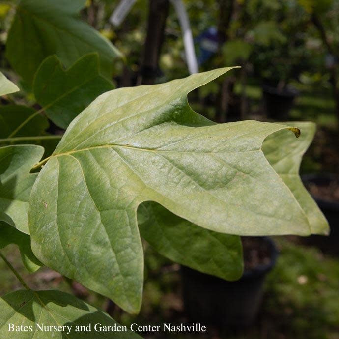  #30 Liriodendron Tulipifera/ Tulip PoplarNative (TN)