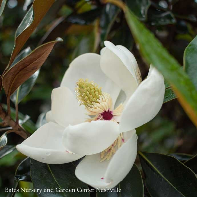  #30 Magnolia Grand Little Gem/ Dwarf Southern Native (TN)