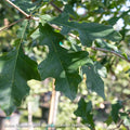  #30 Quercus Lyrata/ Overcup Oak Native (TN)