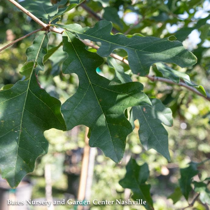  #30 Quercus Lyrata/ Overcup Oak Native (TN)