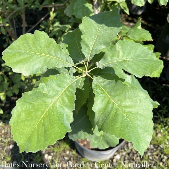 #30 Quercus Muehlenbergii/ Chinkapin (Chinquapin) Oak Native (TN)